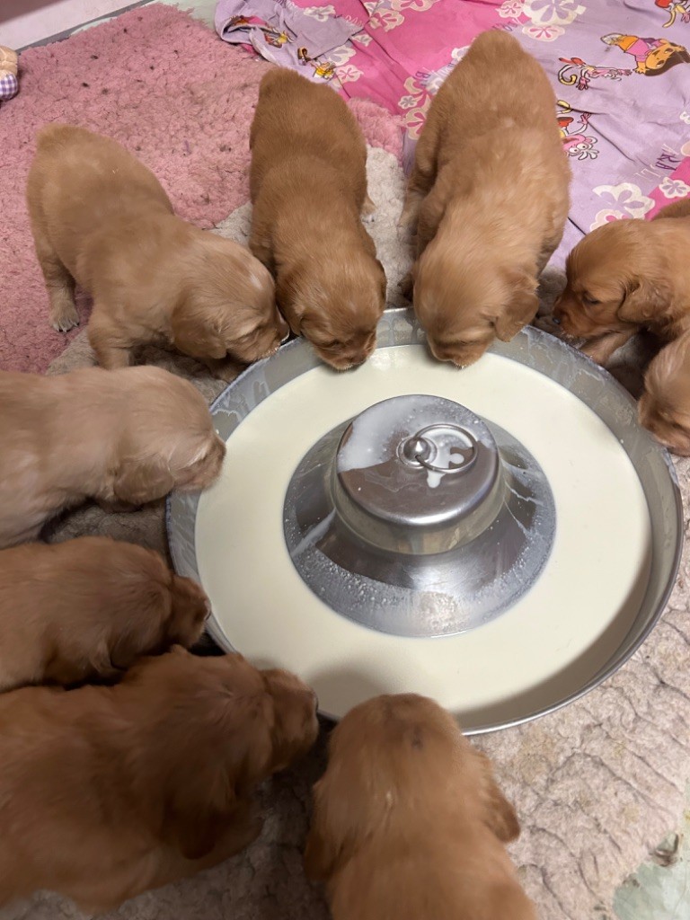 Chiots golden retriver a réserver 