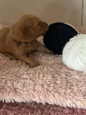 CHIOT 3